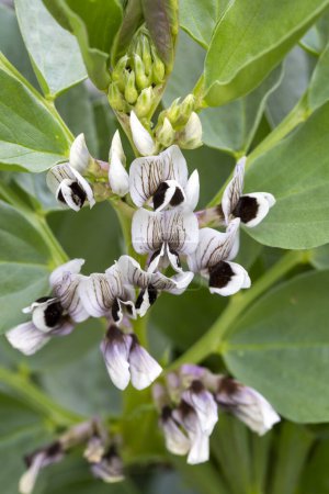 Photo for Broad bean plants in flower, variety Witkiem Manita, Vicia Faba also known as field bean, fava, bell, horse, windsor, pigeon and tic bean. - Royalty Free Image