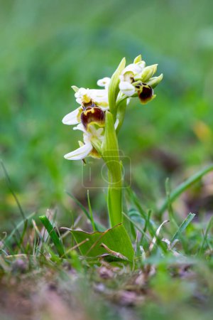 Téléchargez les photos : Orchidée sauvage ; Nom scientifique ; Ophrys ombilicata - en image libre de droit