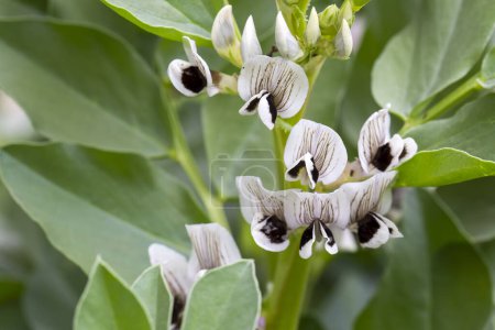 Photo for Broad bean plants in flower, variety Witkiem Manita, Vicia Faba also known as field bean, fava, bell, horse, windsor, pigeon and tic bean. - Royalty Free Image