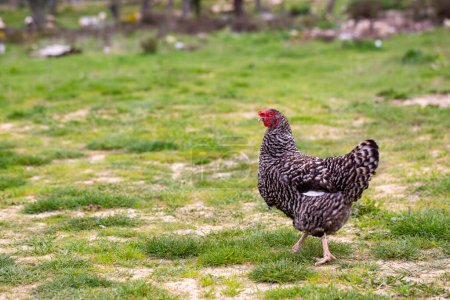 Photo for Black and white speckled chicken. Chicken walking in green grass in nature. - Royalty Free Image