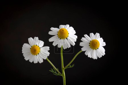 Foto de Flor de manzanilla blanca aislada sobre el fondo negro - Imagen libre de derechos