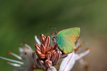 Foto de Callophrys rubi es una especie de mariposa de la familia Lycaenidae. (Nombre turco; Zumrut kelebegi) - Imagen libre de derechos