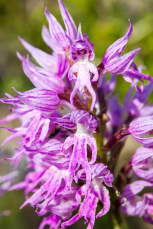 Téléchargez les photos : Orchidée sauvage ; Nom scientifique ; Orchis italica - en image libre de droit