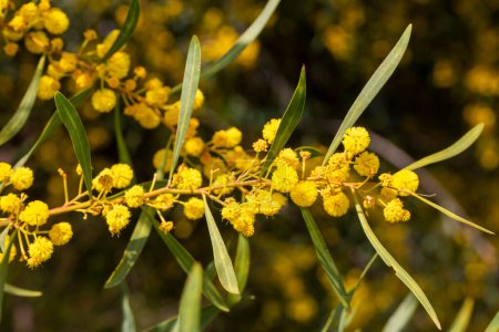 Foto de Plantas y flores silvestres; nombre científico; Acacia retinodes. - Imagen libre de derechos