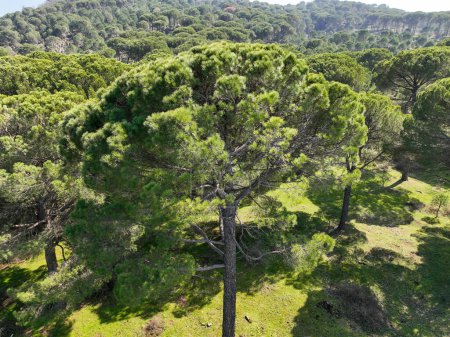 Foto de La meseta de Kozak está entre los centros del distrito de Bergama-Ayvalik dentro de las fronteras de Zmir en el Egeo. Vista aérea de los pinares de Pinus en la meseta de Kozak. Kozak yaylasi - Turquía. - Imagen libre de derechos