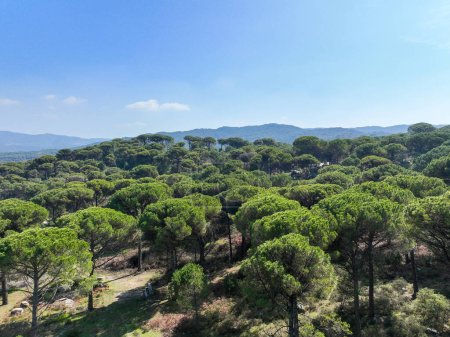 Kozak Plateau is between Bergama-Ayvalk district centers within the borders of Izmir in the Aegean. Aerial drone view of Pinus pinea trees in Kozak plateau. Kozak yaylasi - Turkey.