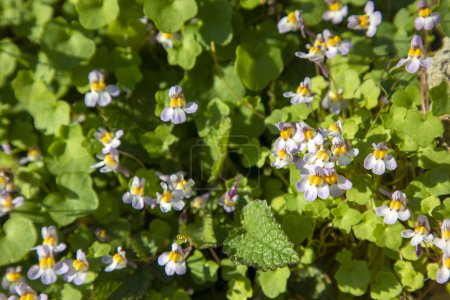Téléchargez les photos : Petites fleurs sauvages pourpres en fleurs - cymbolaria (Cymbalaria muralis) - en image libre de droit