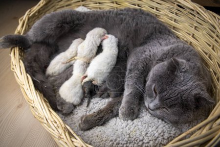 Téléchargez les photos : Mère chat et bébé chat - en image libre de droit