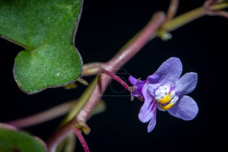 Téléchargez les photos : Petites fleurs sauvages pourpres en fleurs - Cymbolaria (Cymbalaria muralis) isolé, fond noir - en image libre de droit