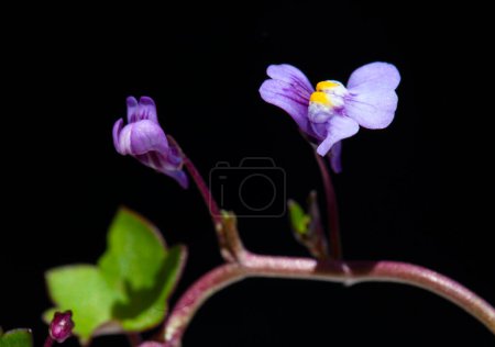 Téléchargez les photos : Petites fleurs sauvages pourpres en fleurs - Cymbolaria (Cymbalaria muralis) isolé, fond noir - en image libre de droit