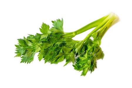Photo for Green fresh celery on the white background - Royalty Free Image