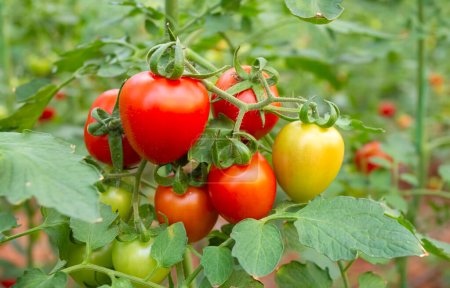 Foto de Turquía Antalya agricultura, invernadero de tomates, campo de tomates - Imagen libre de derechos