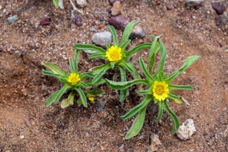Téléchargez les photos : Vue rapprochée d'un groupe de plantes d'Asteriscus aquaticus aux fleurs jaunes et aux feuilles pubescentes. - en image libre de droit