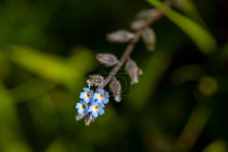 Photo for A plant with wild blue flowers. Scientific name; Myosotis Stricta or Myosotis ramossima - Royalty Free Image