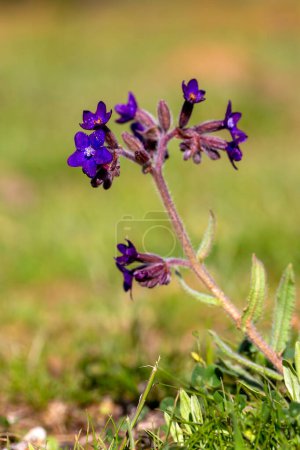Téléchargez les photos : Anchusa officinalis connu sous le nom de bugloss ou alkanet commun. - en image libre de droit