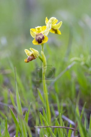 Photo for Wild orchid, ophrys lutea, Izmir - Turkey - Royalty Free Image