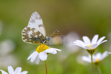 Téléchargez les photos : Un beau papillon sur la fleur au printemps. Nom scientifique ; Pontia edusa - Bain oriental Blanc - en image libre de droit