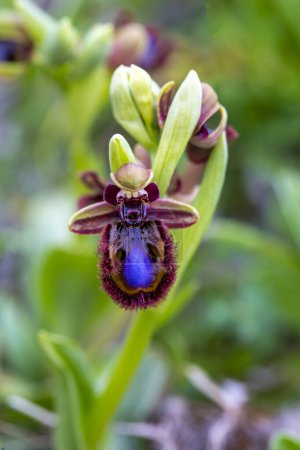 Téléchargez les photos : Orchidée sauvage, nom scientifique ; Ophrys spéculum - en image libre de droit