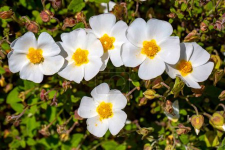 Photo for Laden; It is a plant species with white or pink flowers that make up the Cistus genus of the Cistaceae family. - Royalty Free Image