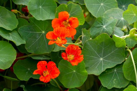 Téléchargez les photos : Fleur de Nasturtium orange Tropaeolum majus est comestible et fait une couverture attrayante au sol
. - en image libre de droit