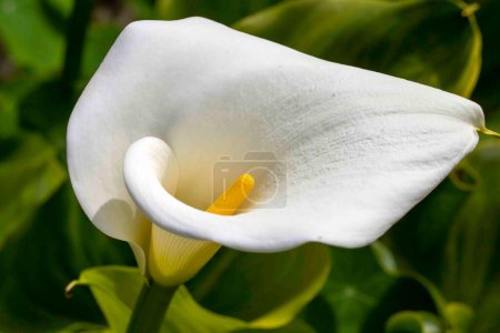 Photo for Calla Palustris Kala Cala Gala White Flower - Royalty Free Image