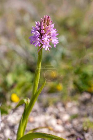 Photo for Wild orchid, Scientific name; Anacamptis pyramidalis - Royalty Free Image