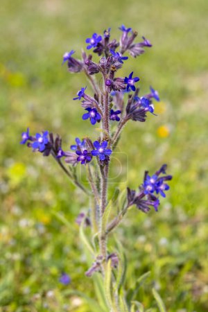 Photo for Wild flower; Scientific name; anchusa italica - Royalty Free Image