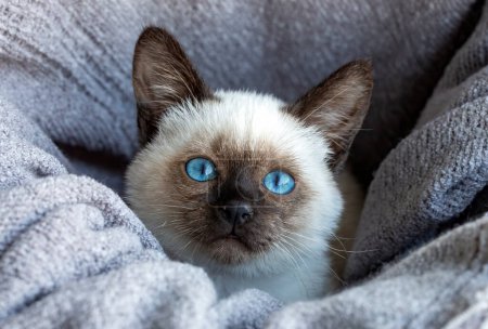 Foto de Cute kitten siamese cat indoor - Imagen libre de derechos