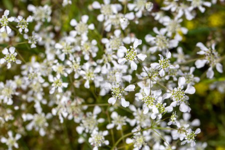 Téléchargez les photos : Hartwort méditerranéen (Tordylium apulum) fleurs au printemps. - en image libre de droit