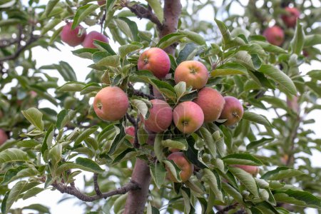 Foto de Manzanas orgánicas frescas en la rama del manzano, Elmali - Antalya - Turquía - Imagen libre de derechos