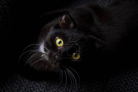 Téléchargez les photos : Chaton pliant écossais noir, animal de compagnie. - en image libre de droit