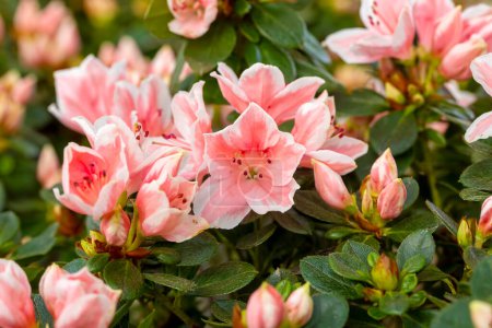 Foto de Azalea - Acelya es el nombre dado a algunas especies de plantas del género rododendro (Rhododendron) de la familia Ericaceae.. - Imagen libre de derechos