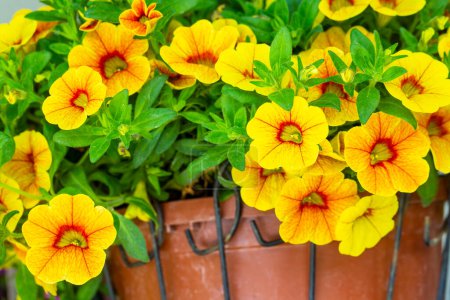 Téléchargez les photos : Fleur pétunia de couleur jaune orange. - en image libre de droit