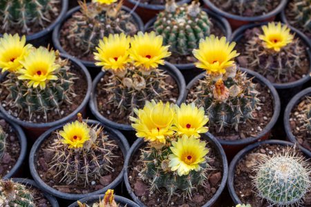 Photo for Cactus variety that blooms in yellow color - Royalty Free Image
