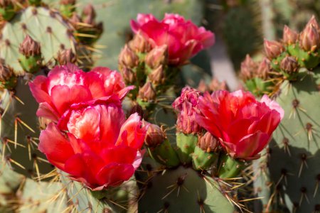 Photo for Divided into the subgenus Opuntia, which includes the species called prickly figs, and Cylindropuntia, which includes the species called cholla in Spanish. - Royalty Free Image