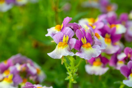 Linaria is a genus of plants belonging to the Plantaginaceae family.