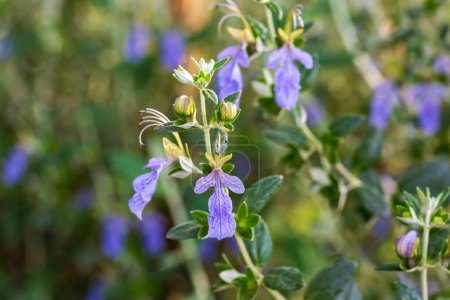 Photo for Close-up of a Germanic (Teucrium fruticans) blooming in spring - Royalty Free Image