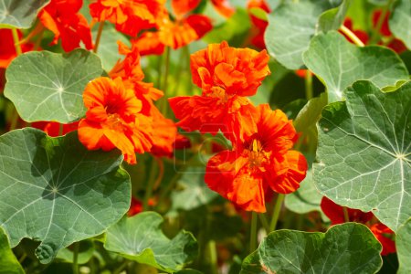 Téléchargez les photos : Fleur de Nasturtium orange Tropaeolum majus est comestible et fait une couverture attrayante au sol
. - en image libre de droit