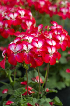 Téléchargez les photos : Fleur de géranium bicolore fleurissant au printemps. - en image libre de droit