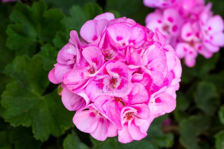 Téléchargez les photos : Géranium rose dans le jardin - en image libre de droit