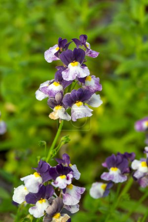 Foto de Linaria es un género de plantas perteneciente a la familia Plantaginaceae.. - Imagen libre de derechos
