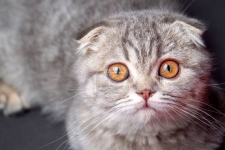Photo for Scottish fold kitten, silver scottish cat. - Royalty Free Image