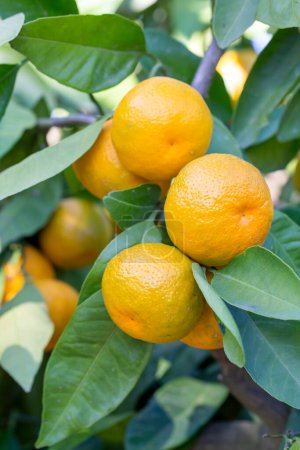 Téléchargez les photos : Oranges mandarines mûres sur les arbres. branche d'oranges avec des feuilles vertes sur l'arbre, jardin ensoleillé Tangerine - en image libre de droit