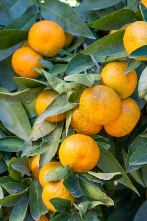Ripe mandarin oranges on trees. oranges branch with green leaves on tree, Tangerine sunny garden