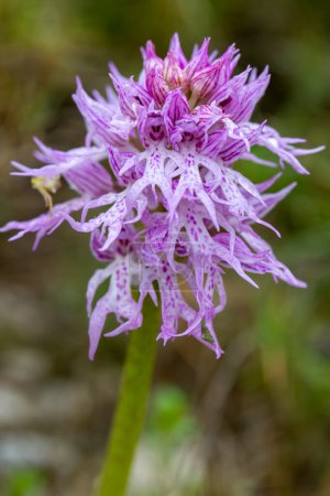 Foto de Orquídea silvestre; Nombre científico; Orchis italica - Imagen libre de derechos