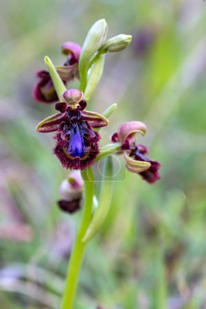 Téléchargez les photos : Wild orchid, scientific name; Ophrys speculum - en image libre de droit
