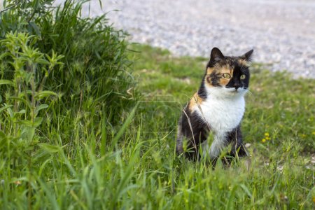 Foto de Animales de compañía; gato calico en el jardín - Imagen libre de derechos