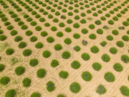 Photo for Aerial view of lavender field with drone. Isparta - Turkey - Royalty Free Image