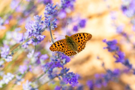 Foto de Issoria lathonia mariposa sobre flor de lavanda. - Imagen libre de derechos