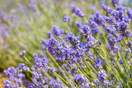 Photo for Isparta lavender gardens view - Kuyucak village - Turkey - Royalty Free Image